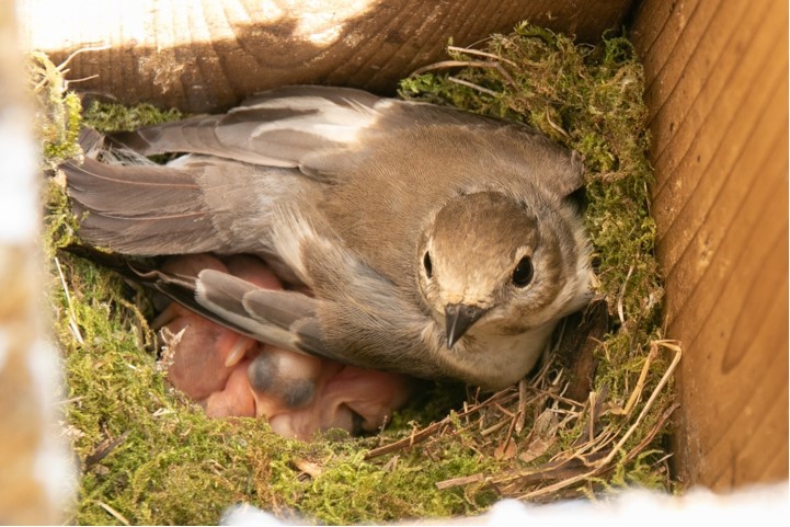 vogels lijster op nest